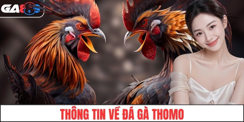 Bạn hiểu gì về đá gà Thomo tại GA88