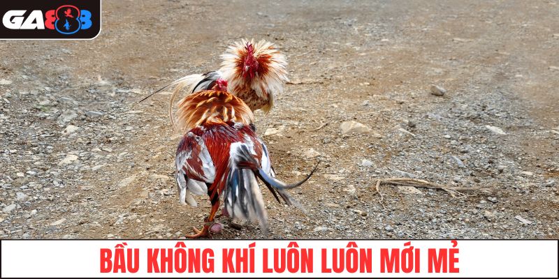 Bầu không khí luôn luôn mới mẻ