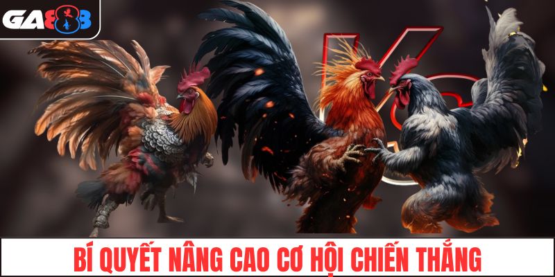 Bí quyết để nâng cao cơ hội chiến thắng khi chơi đá gà