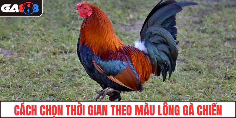Cách chọn thời gian theo màu lông gà chiến
