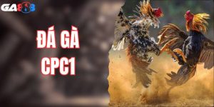 Khám Phá Đấu Trường Đá Gà CPC1 Cực Cháy Cùng Ga888