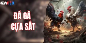 Đá Gà Cựa Sắt: Cuộc Giao Chiến Giữa Các Chiến Kê Dũng Mãnh