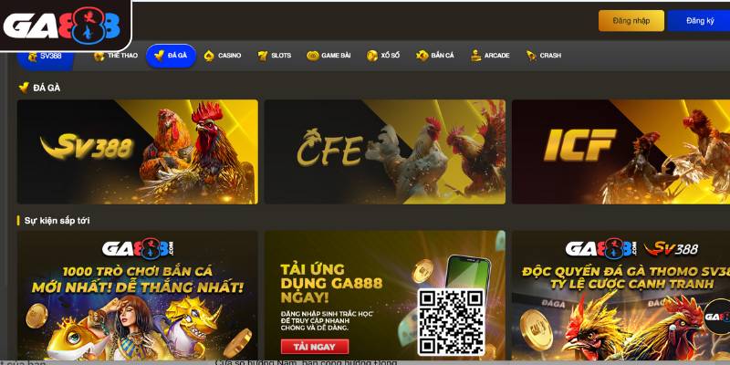 Đá gà trực tiếp - Các trận đấu kịch tính của các chiến kê