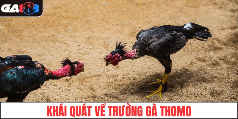 Khái quát về trường gà Thomo