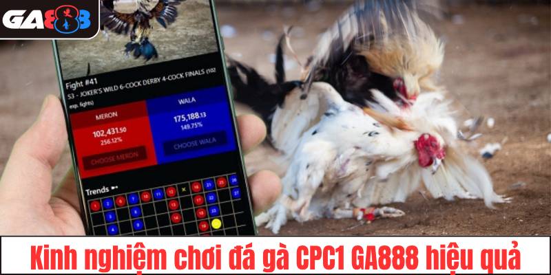 Kinh nghiệm chơi đá gà CPC1 GA888 hiệu quả
