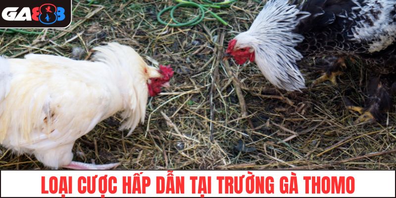 Loại cược hấp dẫn tại trường gà Thomo