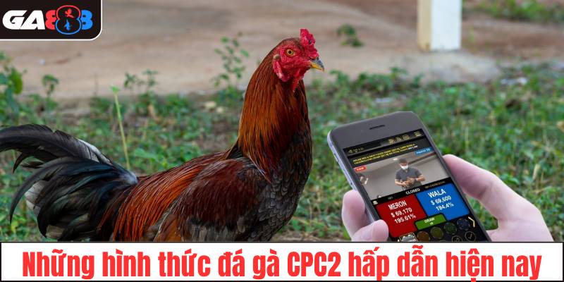 Những hình thức đá gà CPC2 hấp dẫn hiện nay