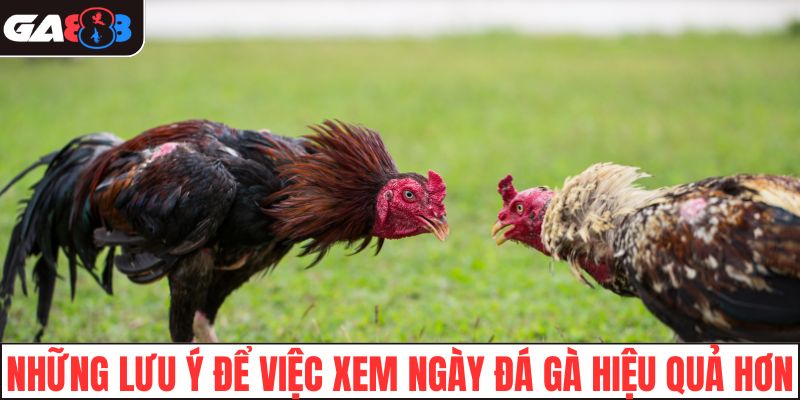 Những lưu ý để việc xem ngày đá gà hiệu quả hơn