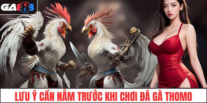 Những lưu ý quan trọng cần nắm trước khi chơi đá gà Thomo