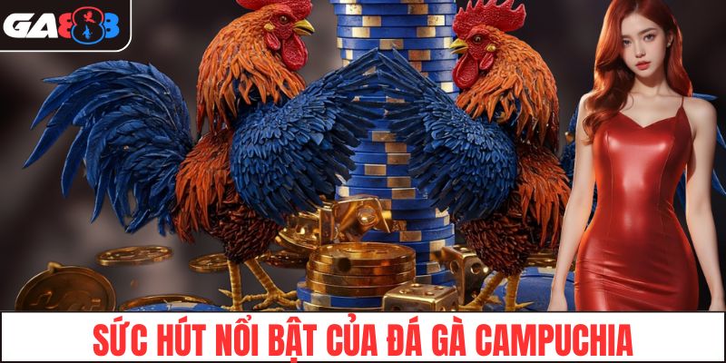 Sức hút nổi bật của đá gà Campuchia