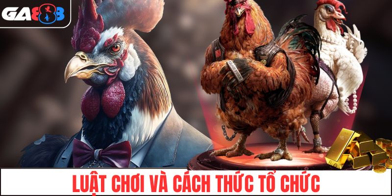 Tìm hiểu luật chơi và các cách thức tổ chức đá gà cựa sắt
