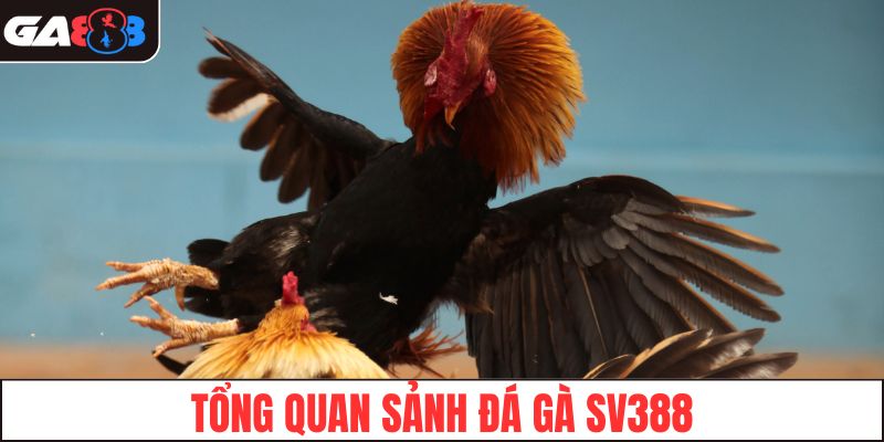 Tổng quan sảnh đá gà SV388