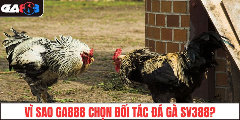 Vì sao GA888 chọn đối tác đá gà SV388?