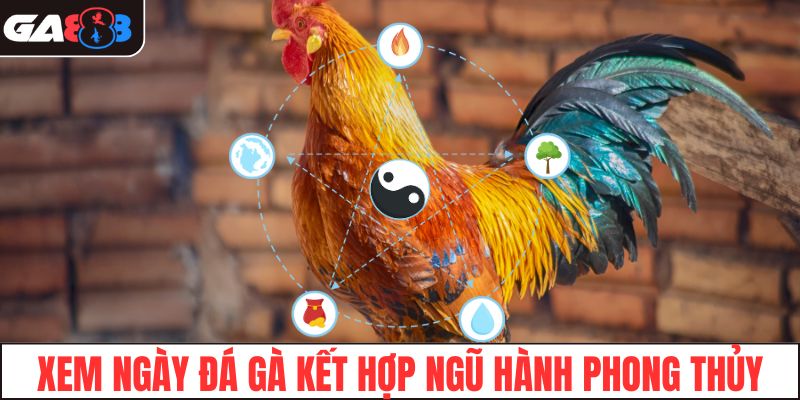 Xem ngày đá gà kết hợp ngũ hành phong thủy